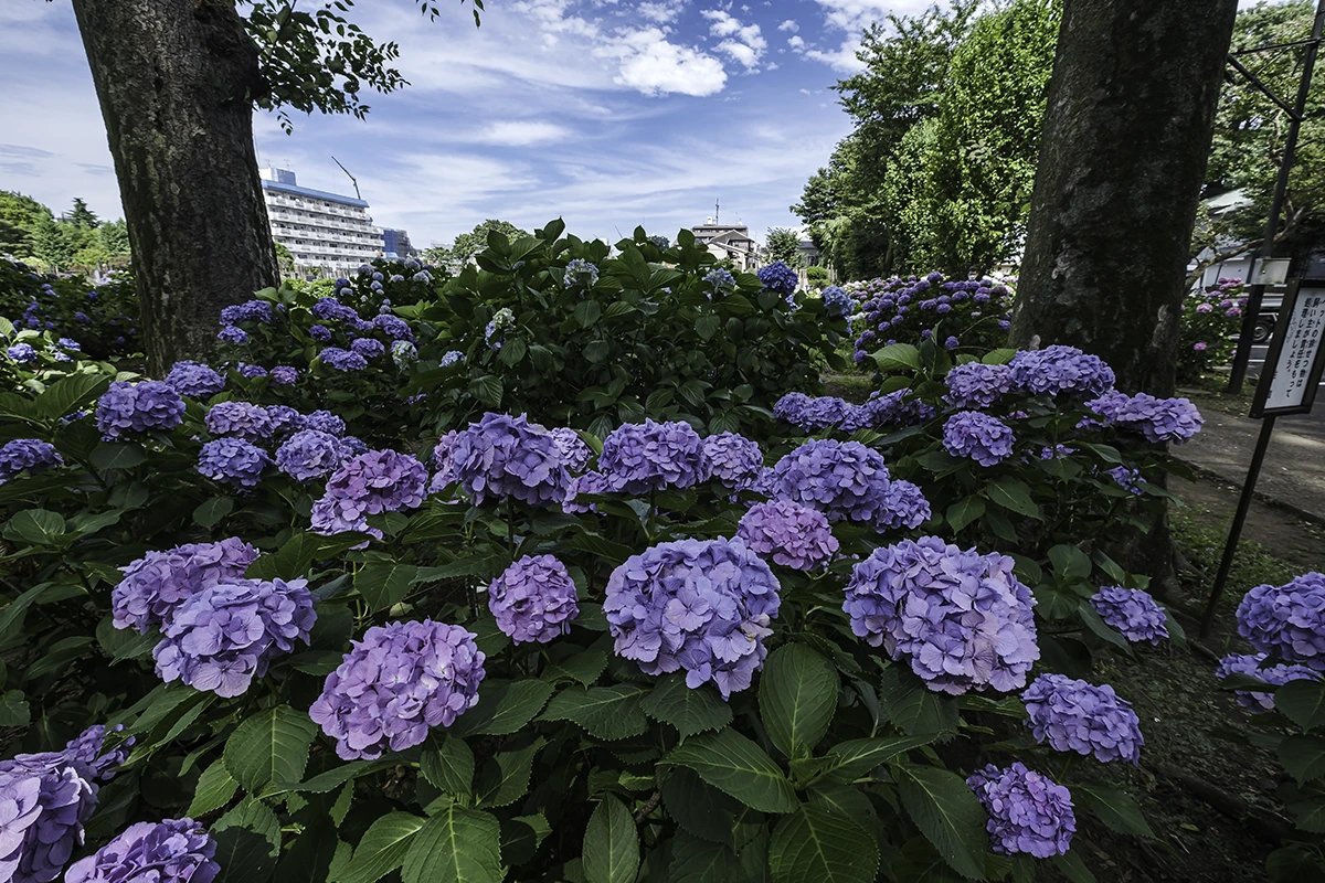 ⛩️ 이와이 신사 (이와이진자) 이미지 6